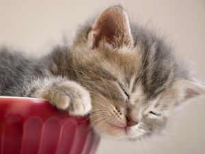Preview wallpaper kitten, sleeping, snout, furry