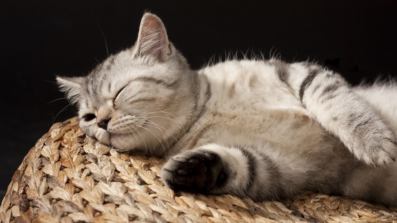 Wallpaper kitten, sleeping, striped, lie