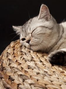 Preview wallpaper kitten, sleeping, striped, lie