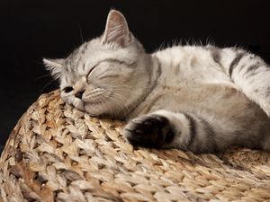 Preview wallpaper kitten, sleeping, striped, lie