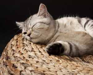 Preview wallpaper kitten, sleeping, striped, lie