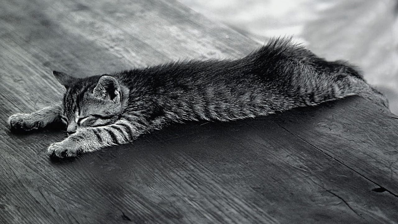 Wallpaper kitten, sleeping, tired, lie