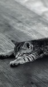 Preview wallpaper kitten, sleeping, tired, lie