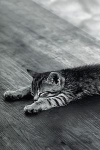 Preview wallpaper kitten, sleeping, tired, lie