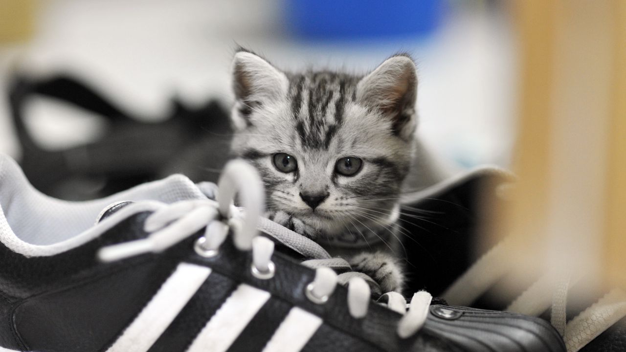 Wallpaper kitten, sneakers, gray