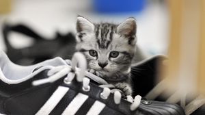 Preview wallpaper kitten, sneakers, gray