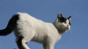 Preview wallpaper kitten, spotted, climb, walk, sky