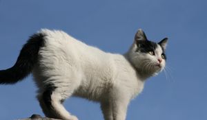 Preview wallpaper kitten, spotted, climb, walk, sky