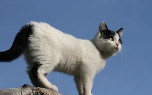 Preview wallpaper kitten, spotted, climb, walk, sky