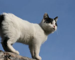 Preview wallpaper kitten, spotted, climb, walk, sky