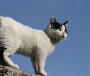 Preview wallpaper kitten, spotted, climb, walk, sky