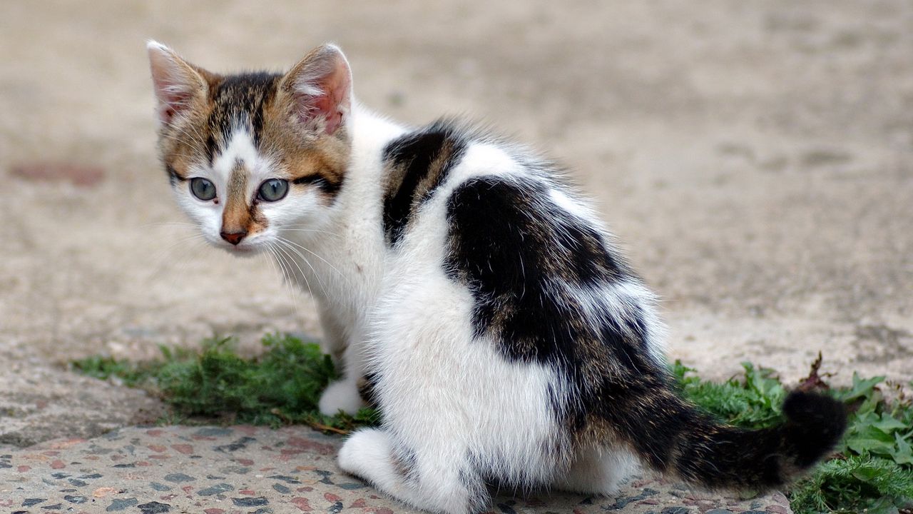 Wallpaper kitten, spotted, grass, asphalt