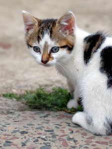 Preview wallpaper kitten, spotted, grass, asphalt