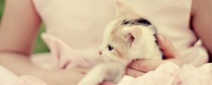 Preview wallpaper kitten, spotted, hands, caring