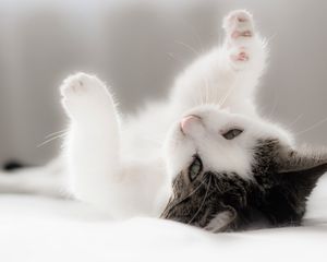 Preview wallpaper kitten, spotted, lying, playful