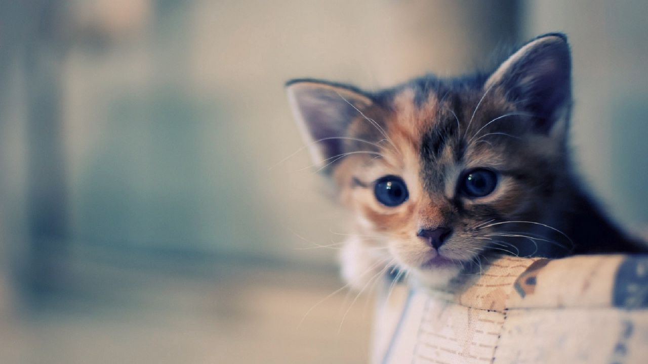 Wallpaper kitten, spotted, muzzle, dear, waiting