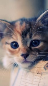 Preview wallpaper kitten, spotted, muzzle, dear, waiting