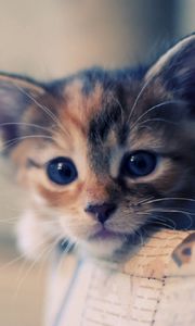 Preview wallpaper kitten, spotted, muzzle, dear, waiting