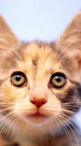 Preview wallpaper kitten, spotted, muzzle, observation, curiosity