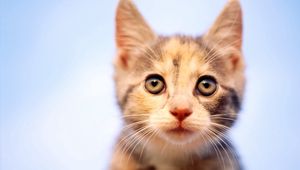 Preview wallpaper kitten, spotted, muzzle, observation, curiosity