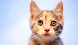 Preview wallpaper kitten, spotted, muzzle, observation, curiosity