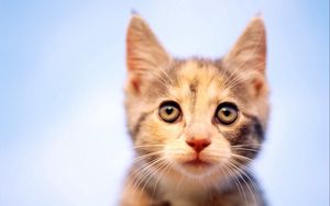 Preview wallpaper kitten, spotted, muzzle, observation, curiosity