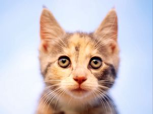 Preview wallpaper kitten, spotted, muzzle, observation, curiosity