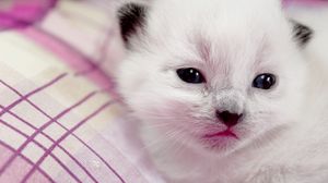 Preview wallpaper kitten, spotted, muzzle