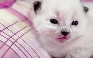 Preview wallpaper kitten, spotted, muzzle