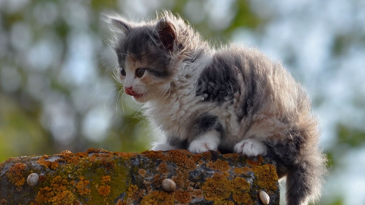 Wallpaper kitten, spotted, outdoor, sitting