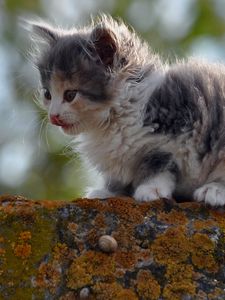 Preview wallpaper kitten, spotted, outdoor, sitting