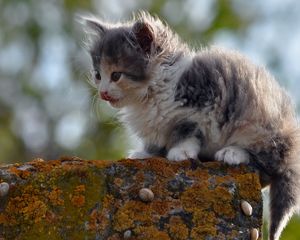 Preview wallpaper kitten, spotted, outdoor, sitting