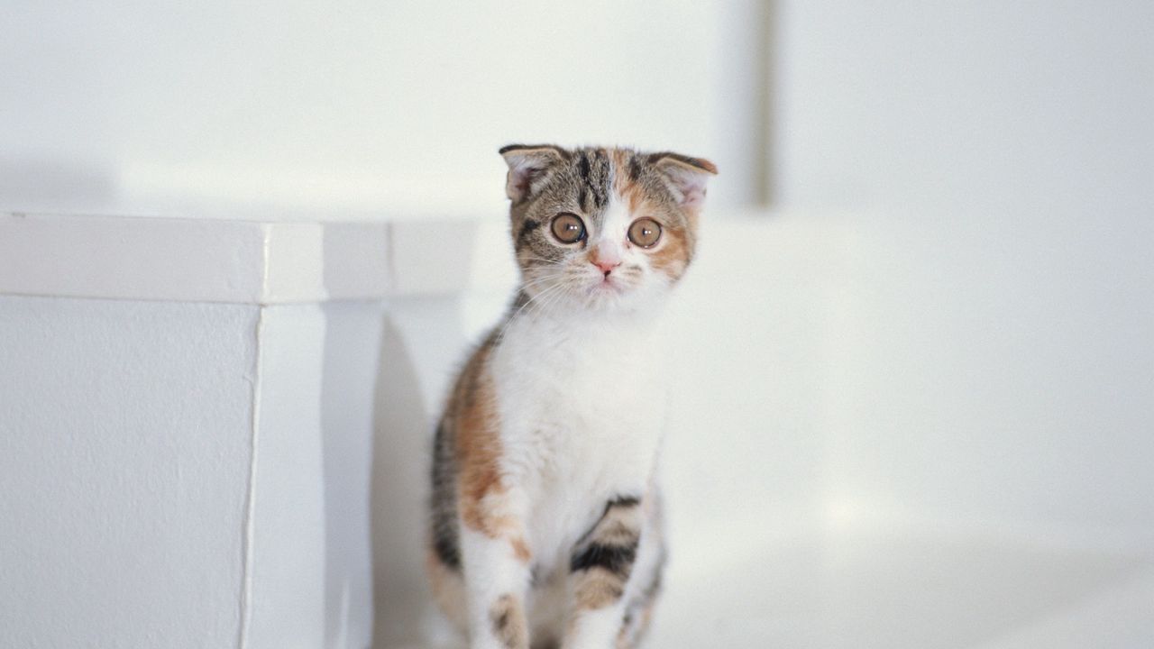Wallpaper kitten, spotted, sit, kid