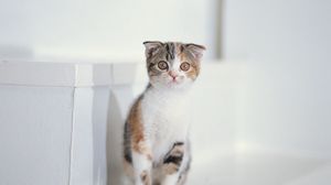 Preview wallpaper kitten, spotted, sit, kid