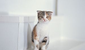 Preview wallpaper kitten, spotted, sit, kid