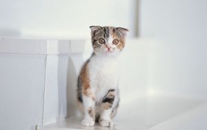 Preview wallpaper kitten, spotted, sit, kid