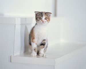 Preview wallpaper kitten, spotted, sit, kid