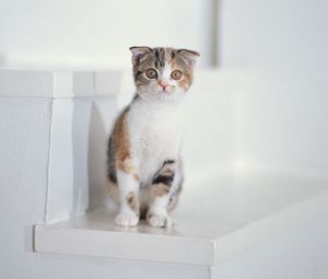 Preview wallpaper kitten, spotted, sit, kid