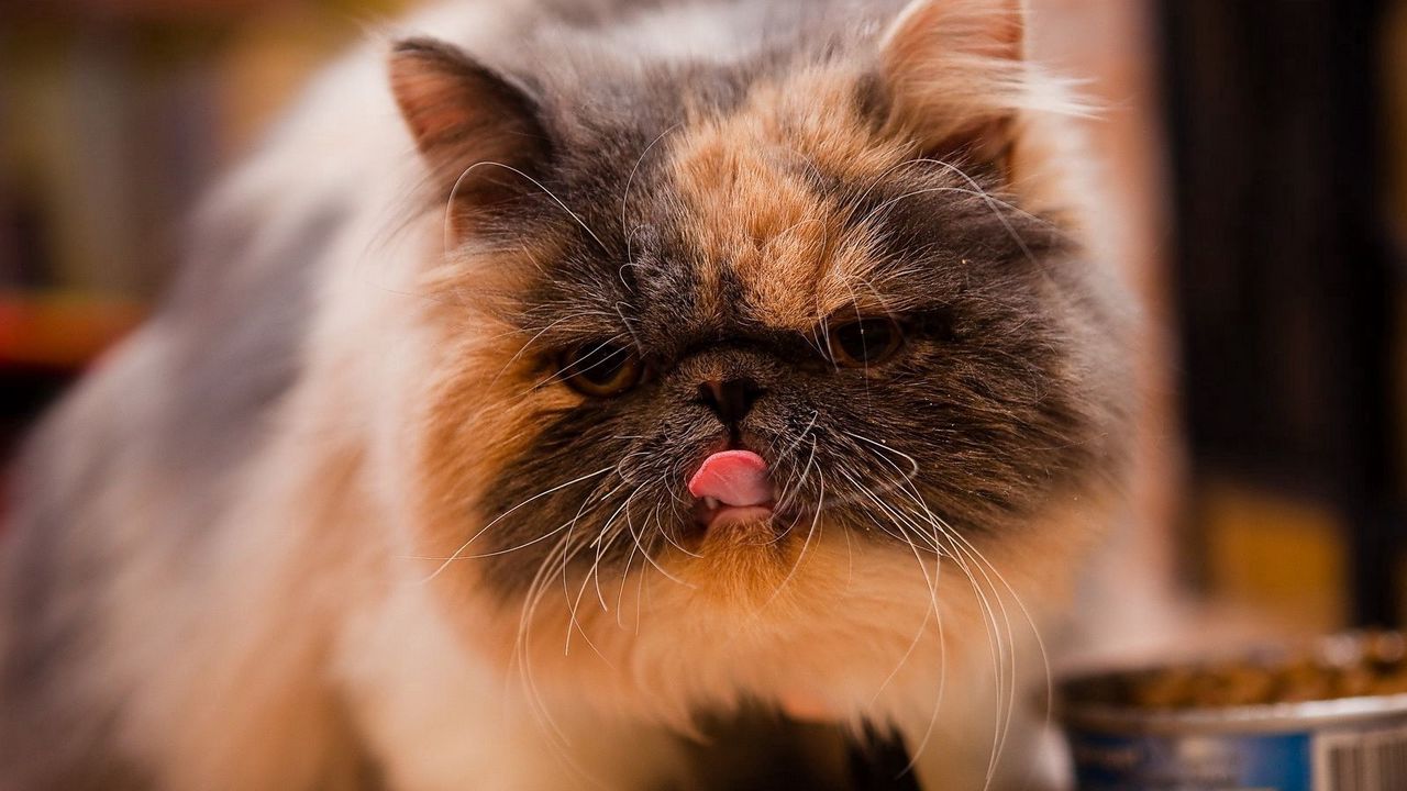 Wallpaper kitten, spotted, tongue, food, pedigree