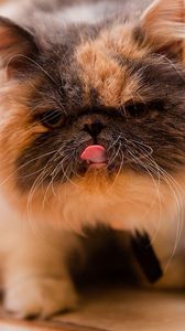 Preview wallpaper kitten, spotted, tongue, food, pedigree