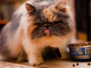 Preview wallpaper kitten, spotted, tongue, food, pedigree