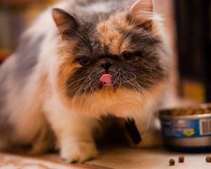 Preview wallpaper kitten, spotted, tongue, food, pedigree