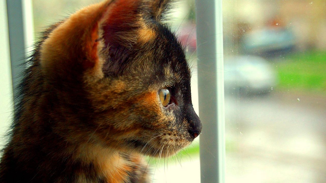 Wallpaper kitten, spotted, view, profile