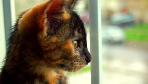 Preview wallpaper kitten, spotted, view, profile