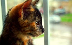 Preview wallpaper kitten, spotted, view, profile