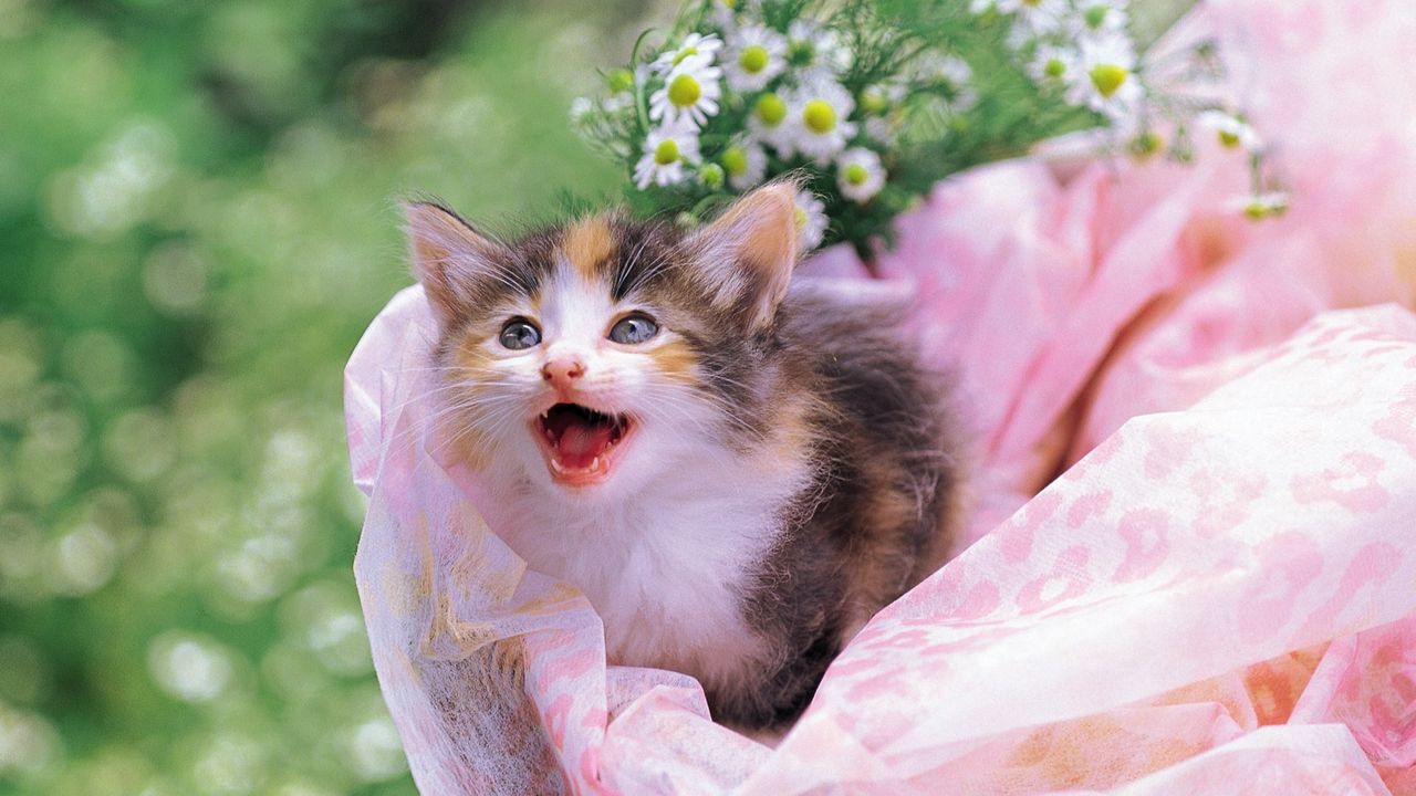 Wallpaper kitten, spotted, white, flowers, baby