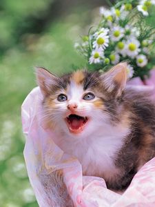 Preview wallpaper kitten, spotted, white, flowers, baby