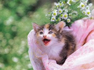 Preview wallpaper kitten, spotted, white, flowers, baby
