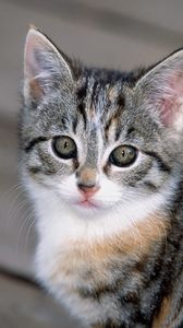 Preview wallpaper kitten, squinting, face, striped