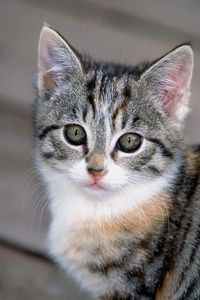 Preview wallpaper kitten, squinting, face, striped